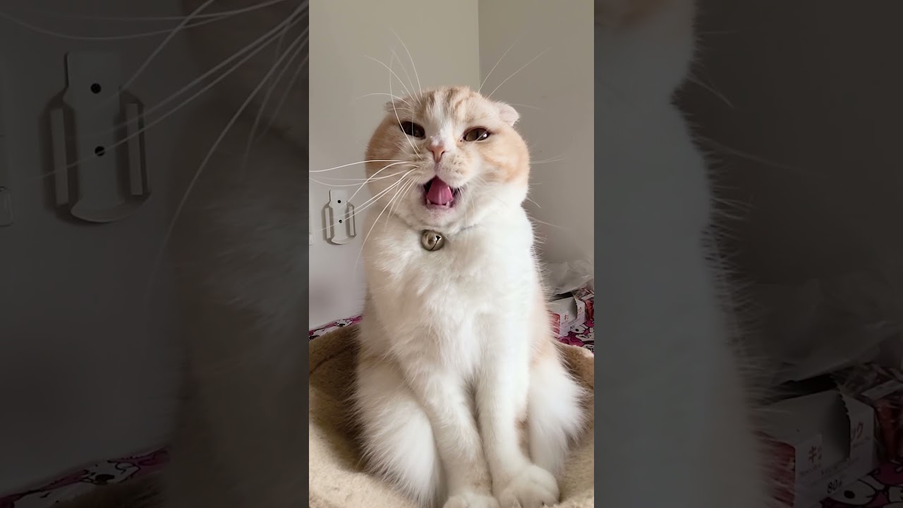 完全に寝起きの猫に話かけたらかわいすぎた。笑#shots