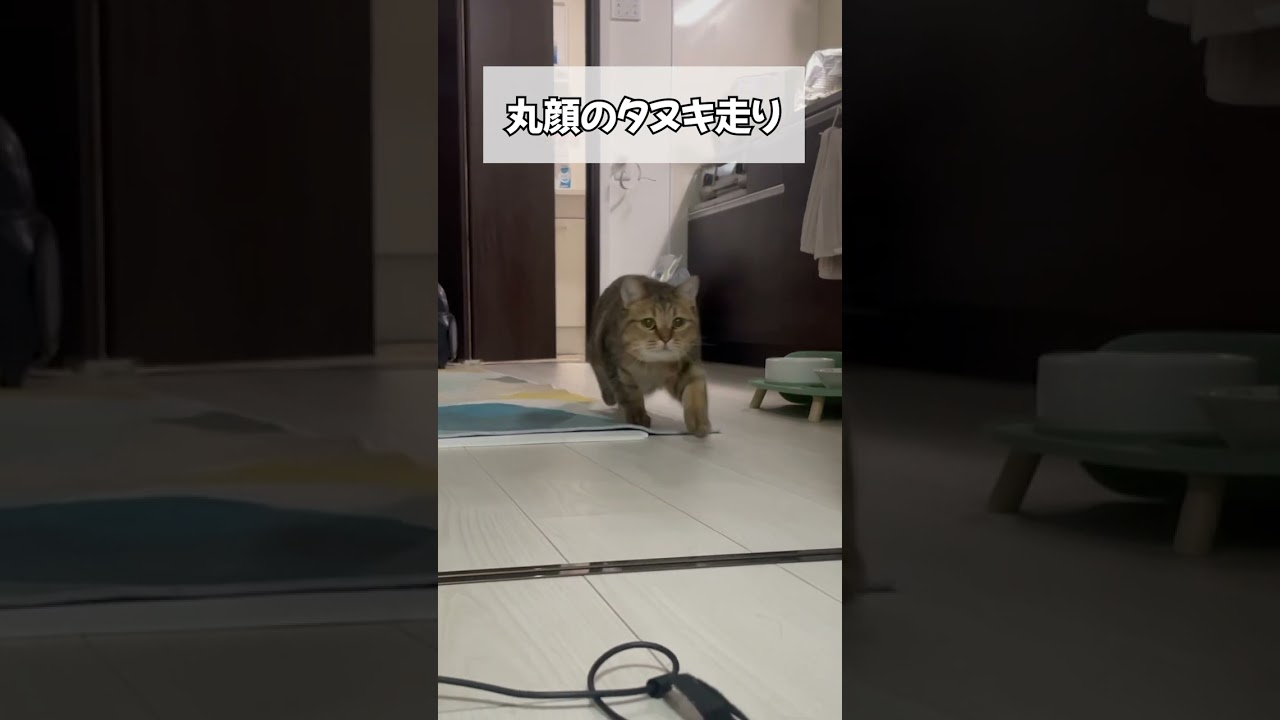 【数えて下さい】走る時の歩数が多すぎる猫ｗｗ　#shorts