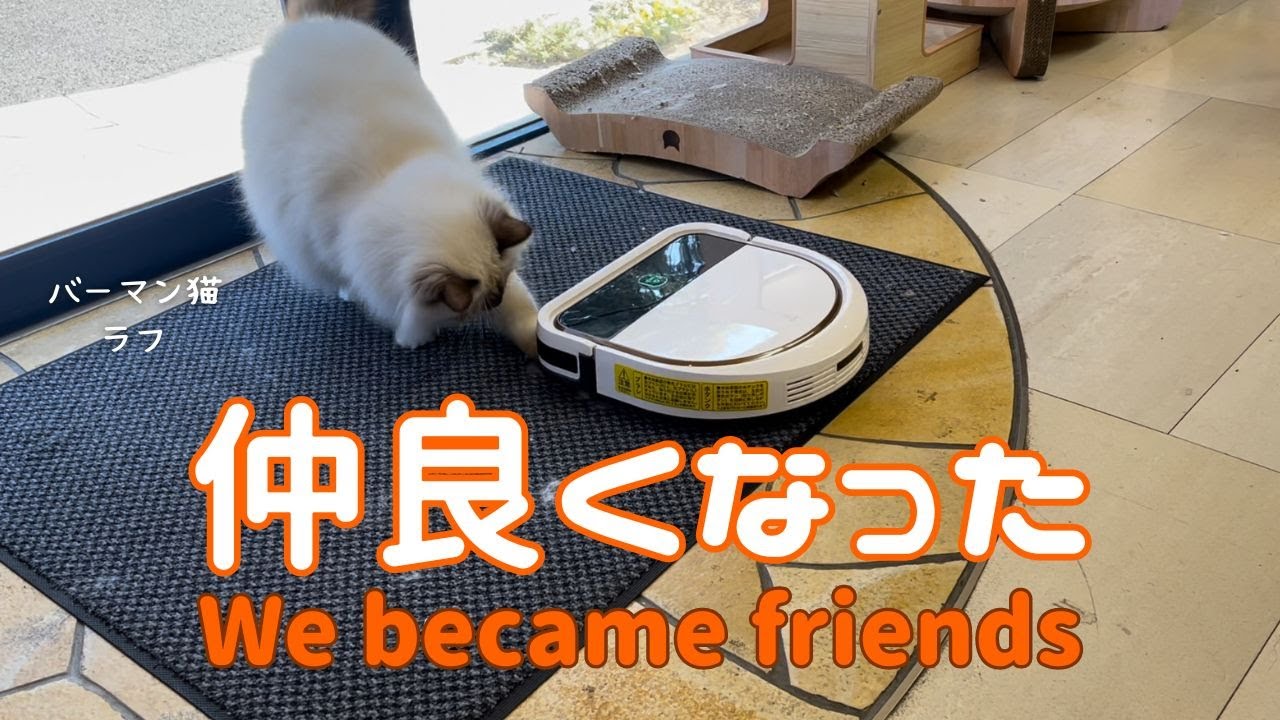 バーマン猫ラフ【仲良くなった】We became friends（バーマン猫）Birman/Cat