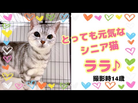 【保護猫】とっても元気なシニア猫のララ♪【シェルター】Lala, a very energetic old cat