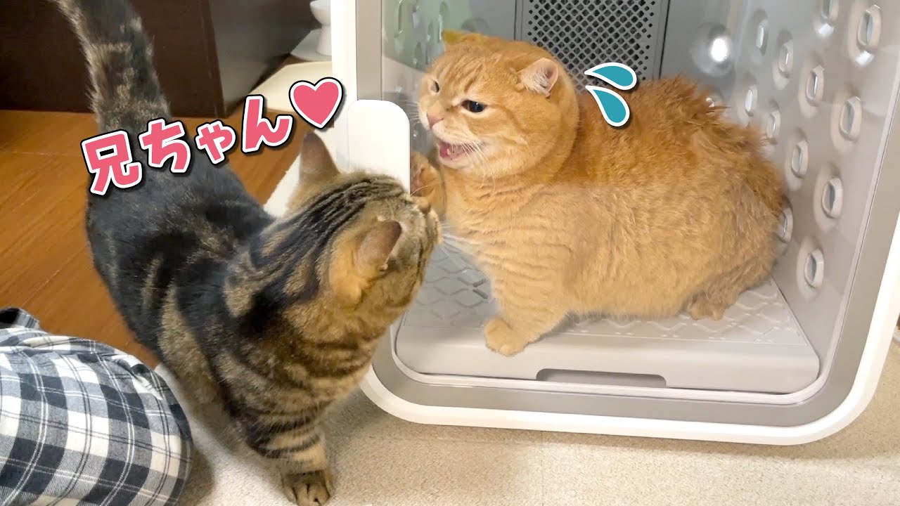 おしりを洗われた兄猫にガラス越しに甘えに来た弟猫が可愛すぎた…！