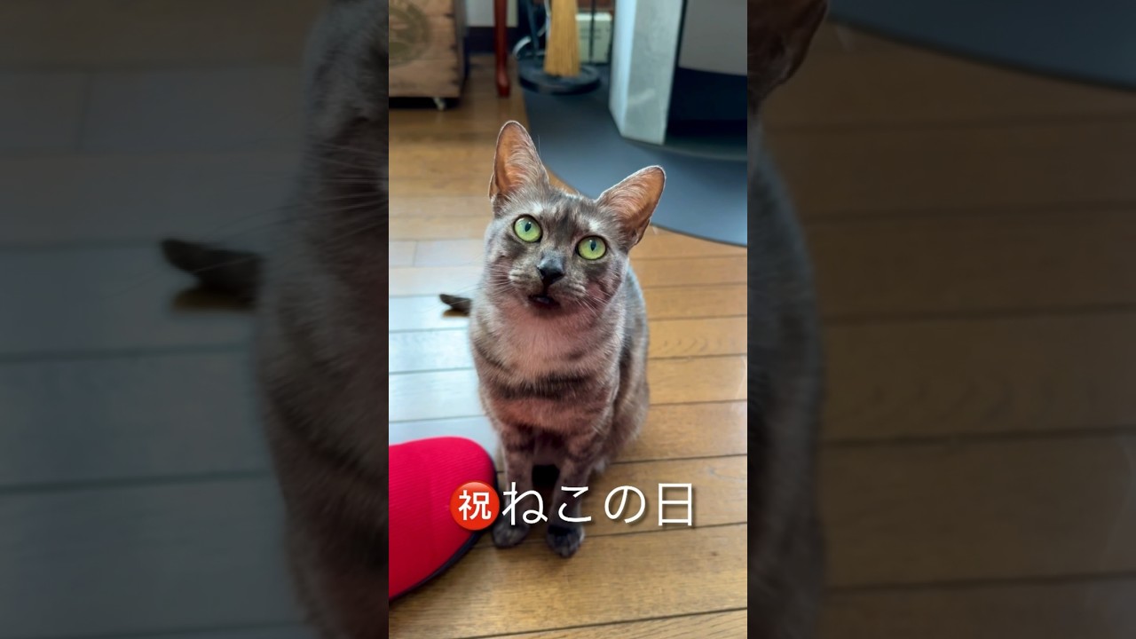 #ねこの日 めでたいにゃ❗️#猫鳴き声 #おしゃべり猫 #エジプシャンマウ #egyptianmau #cat #shorts