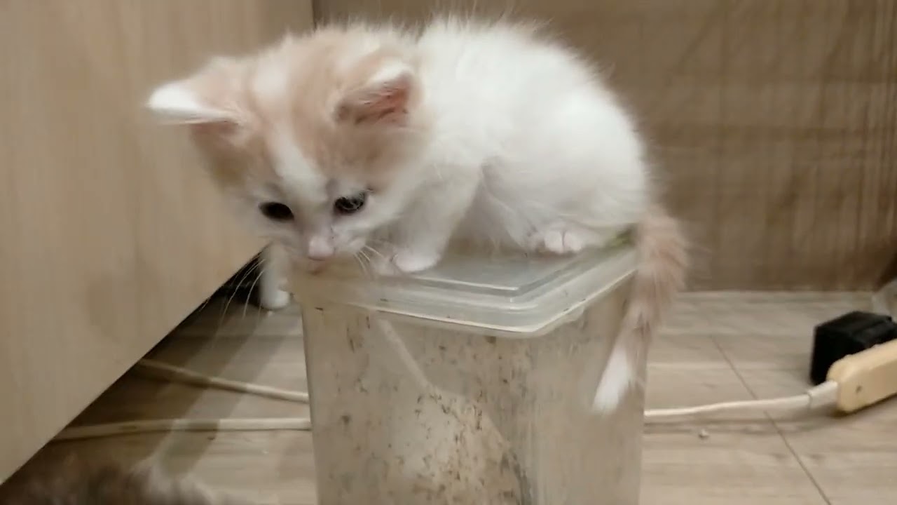 1月10日生まれのクリームタビー&ホワイト♂