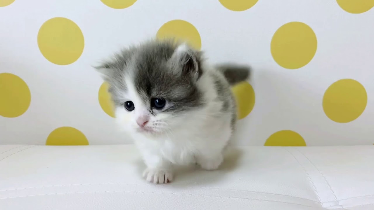 垂れ目が可愛い💕マンチカンの女の子💕😊