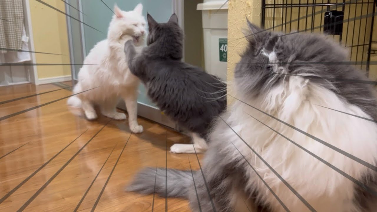 【ターキッシュアンゴラの戦い‼︎】ノルウェージャンたちが見守る中、勝つのはどっちだ！？