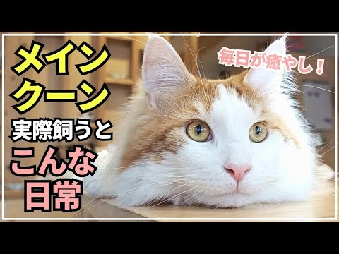 大型猫メインクーンと過ごすいつもの日常│娘と会話をする猫
