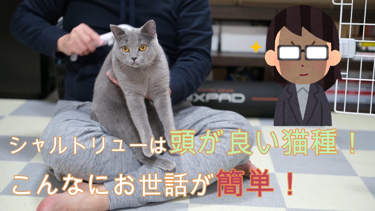 シャルトリューは頭が良い猫種！こんなにお世話が簡単！