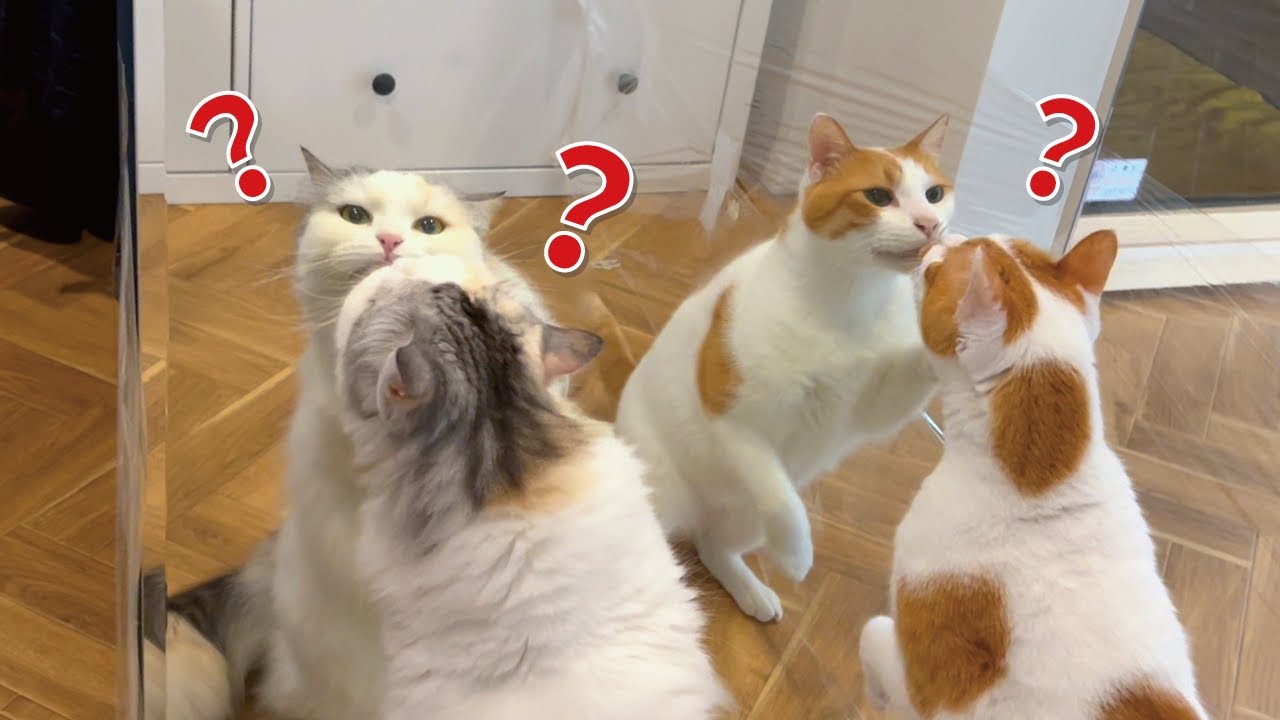 ちゅーるを塗って鏡の中の猫とケンカさせてみた結果…【関西弁でしゃべる猫】【猫アテレコ】