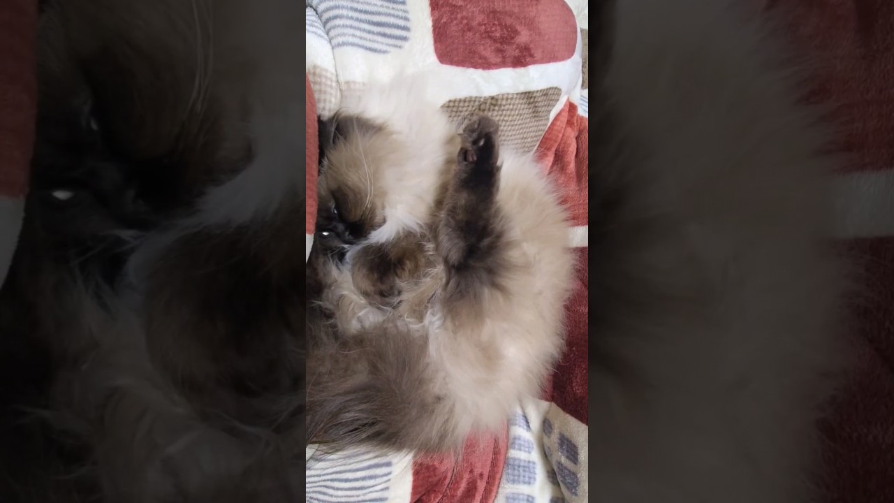 足ピーン猫 #cat #ヒマラヤン #ねこ　