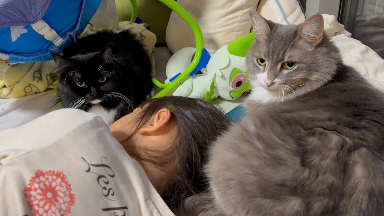 パパからのミッションの答えを教えてくれない猫　ノルウェージャンフォレストキャット　ラガマフィンA cat who won't answer his dad's assignments.