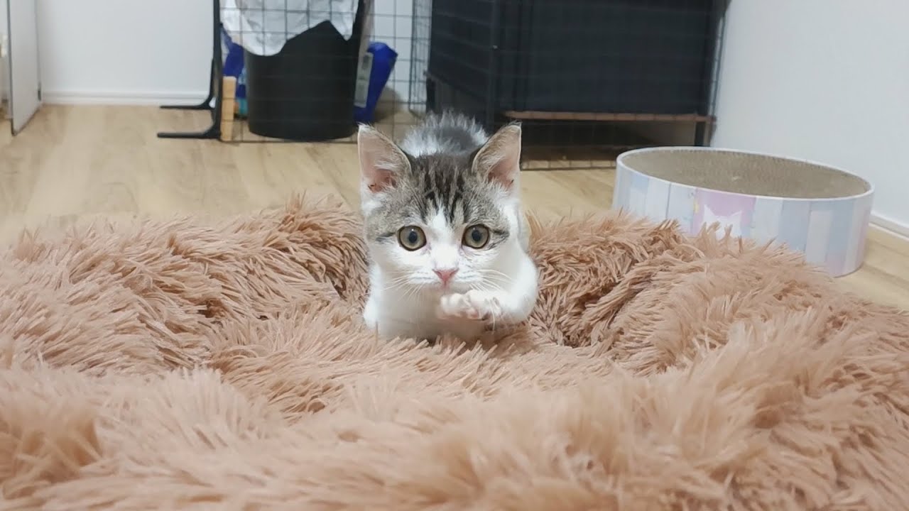 クッションこねくり回し職人を目指す子猫、今日も深夜までクッションをこねくり回す