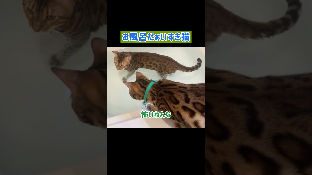 猫は基本的に水嫌いの生き物🐈 #shorts