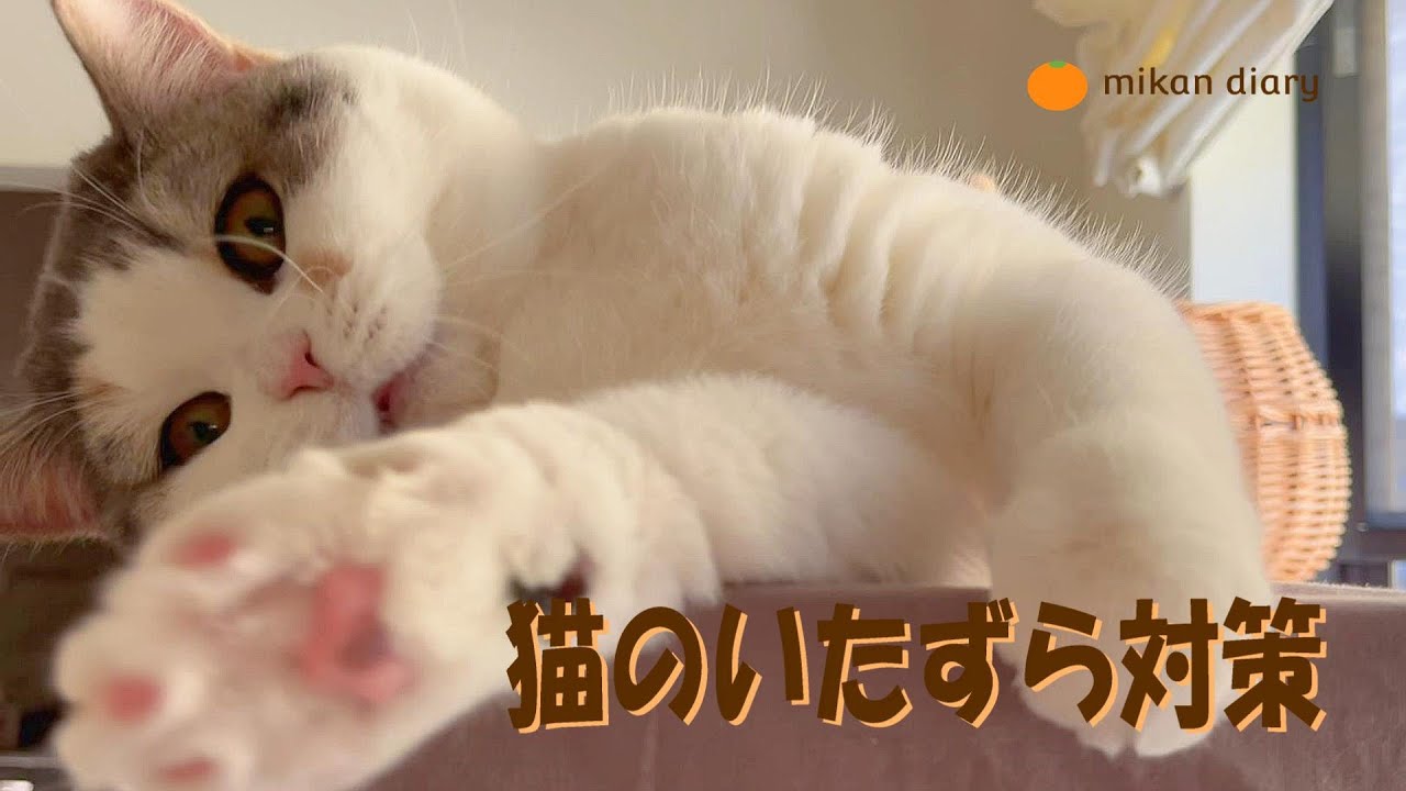 【スコティッシュフォールド】猫のいたずら対策　ゴミ箱、カーテン、ソファー