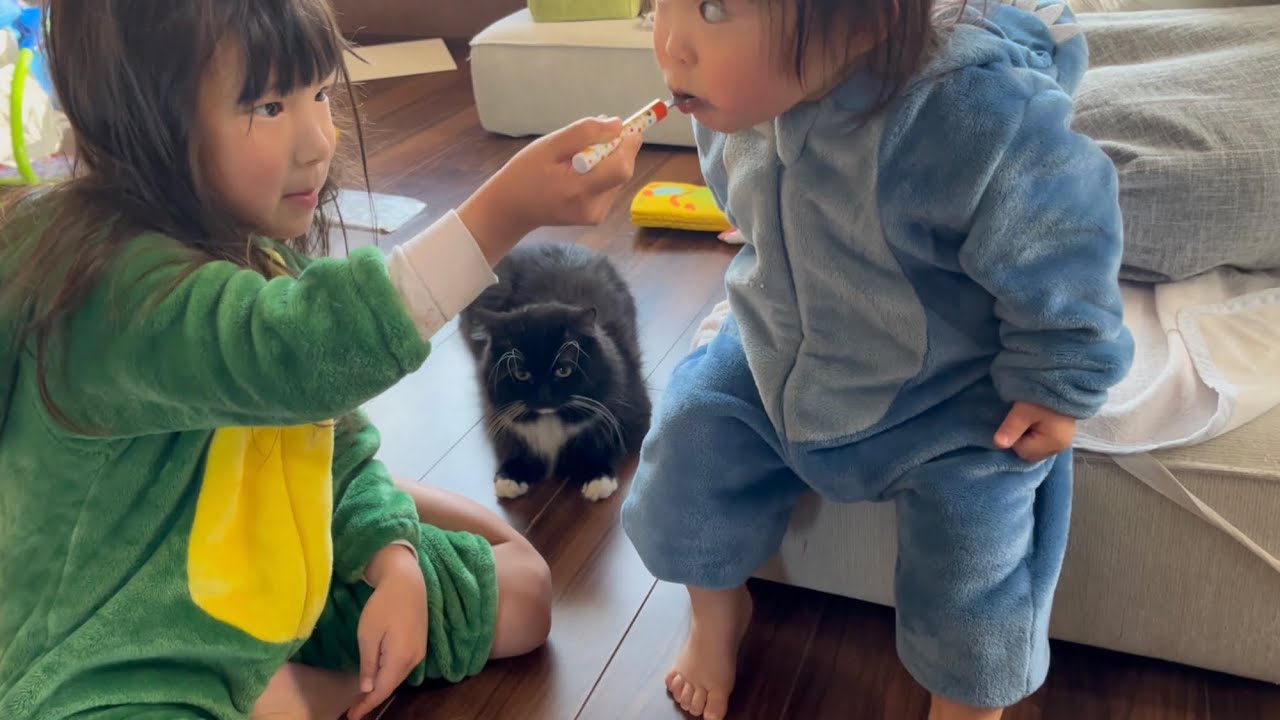 二歳児への要望が多い猫　ラガマフィン　A cat makes a request to his owner's daughter