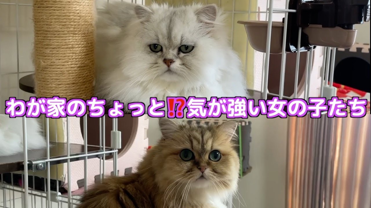 【ペルシャ猫】女の子たちの共通の行動に癒される！毎日元気に走るアクティブなチンチラシルバーチンチラゴールデン❣️