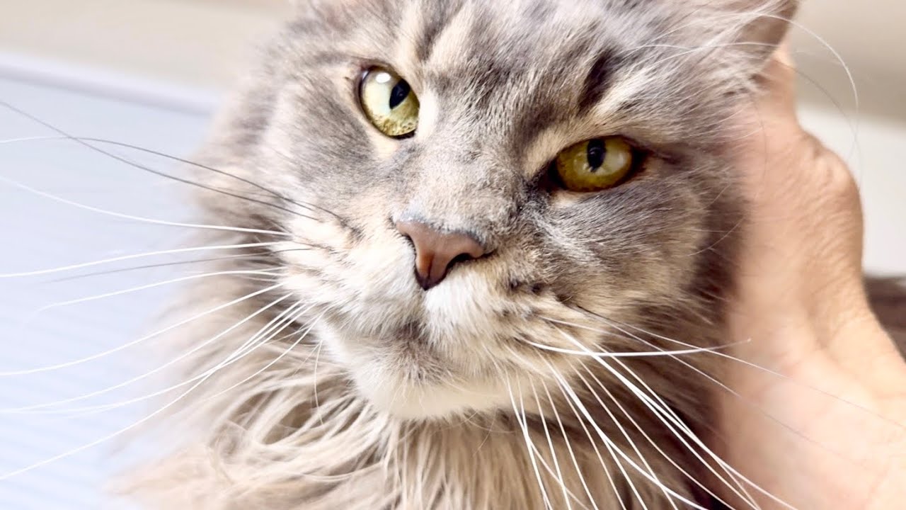 【メインクーンのいる生活】510日目　お出迎え猫