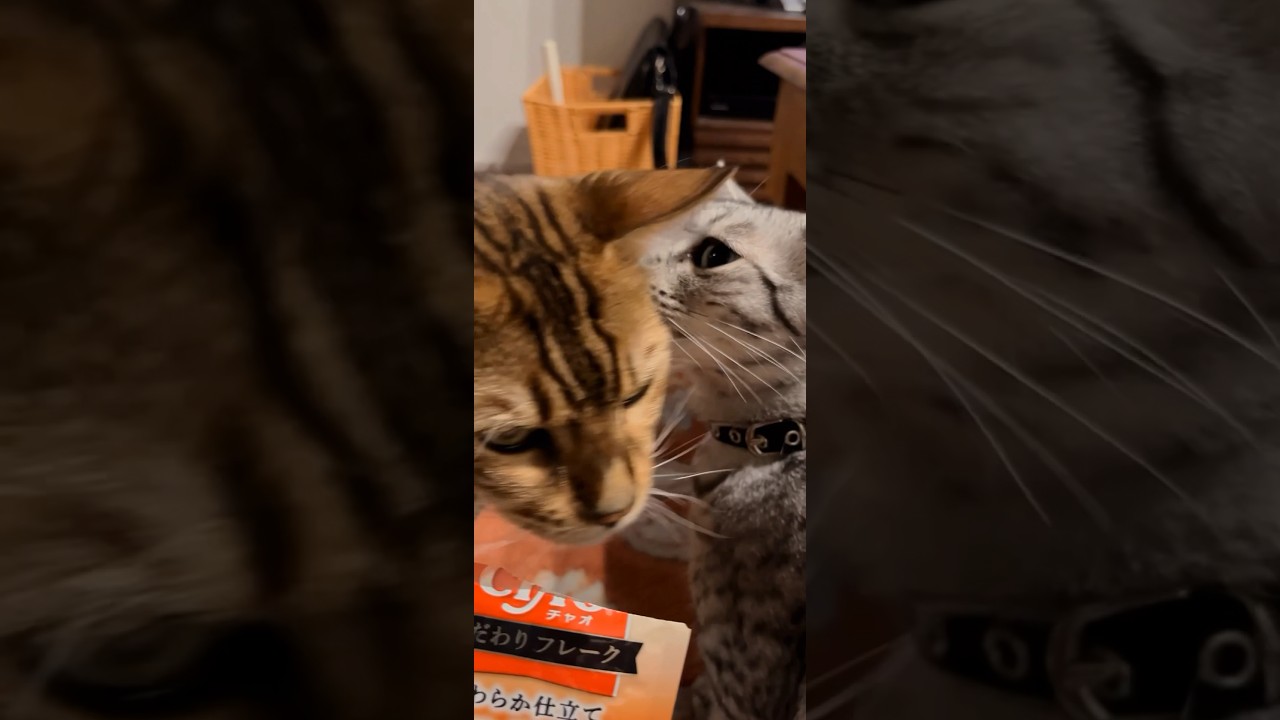 #ねこの日 新しいウェットフードを買ってみた😽 #cat  #ニャン  #オシキャット  #ベンガル  #癒し動画  #チャオ