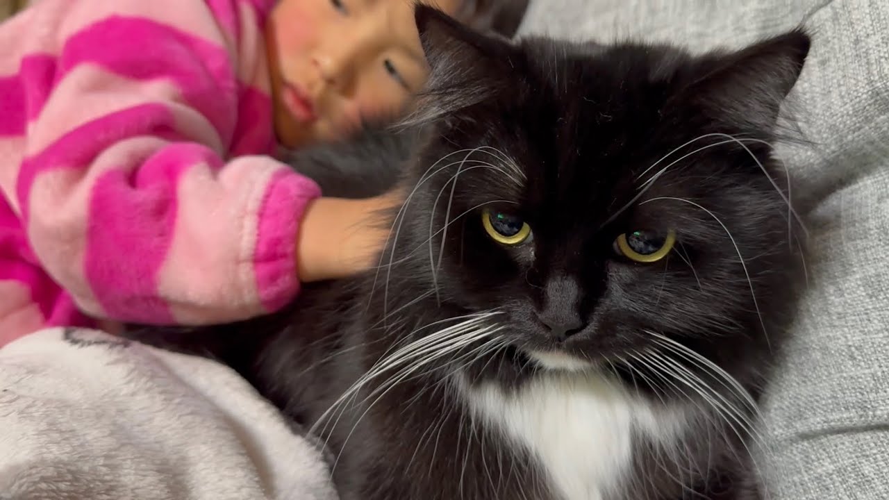 靴の匂いを嗅いで泣かしてしまった猫と上手に甘える猫　ノルウェージャンフォレストキャット　ラガマフィンA well-loved cat. Norwegian Forest Cat. Ragamuffin