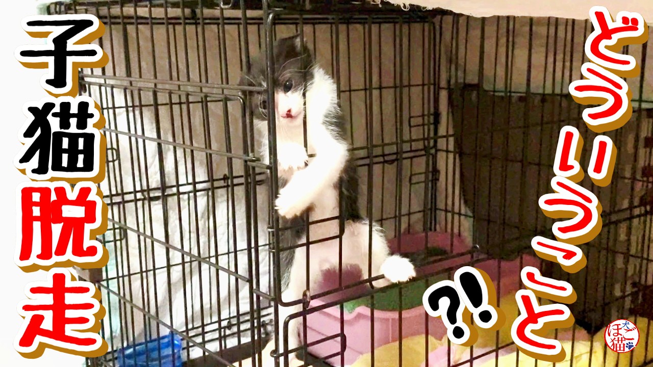 【子猫　子犬　保護】わずか3.5㎝！　子猫が脱走しました！