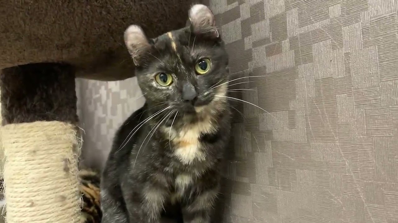 Coo&RIKU　No.633385　アメリカンカール