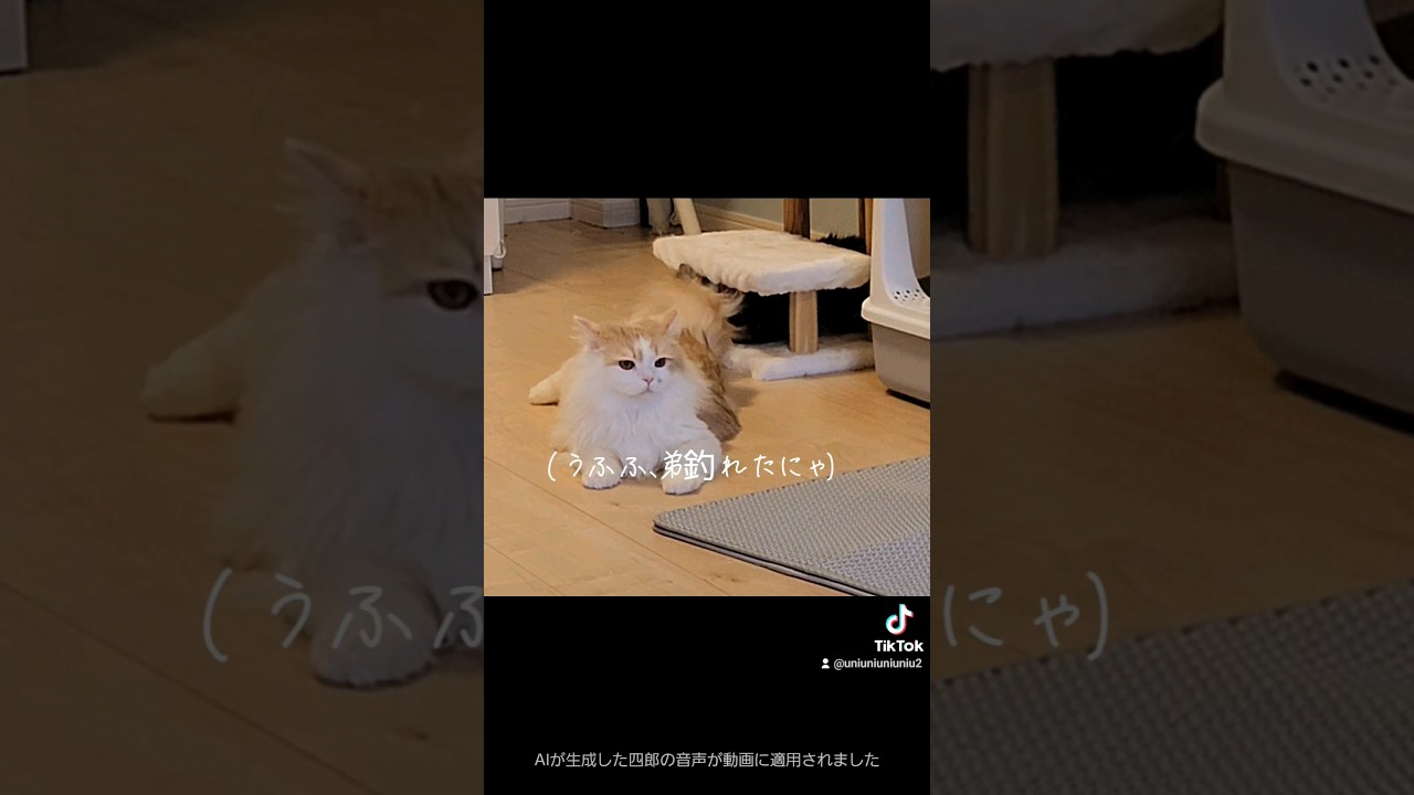3度見する猫#猫のいる暮らし #ラガマフィン #多頭飼い #shorts