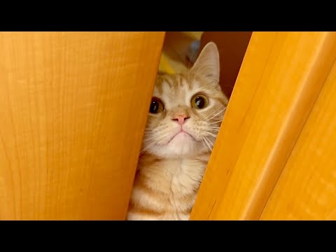 世界一かわいいシャイニングごっこ #猫 #マンチカン