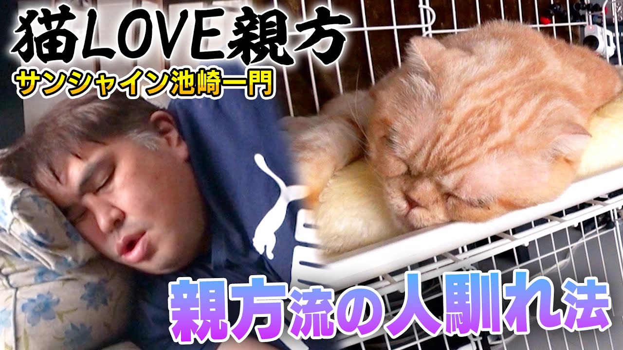 【保護猫活動】二子山部屋で預かった保護猫「ベロ」が親方の匂いで…【親方の預かりボランティア】