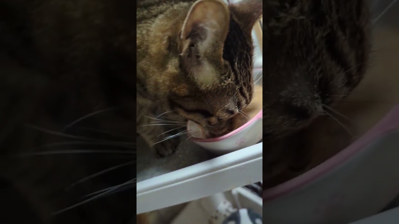 2/20ねこさんの晩餐会（´・ω・`）#ねこ#猫#cat#アビシニアン#キジトラ#短足マンチカン