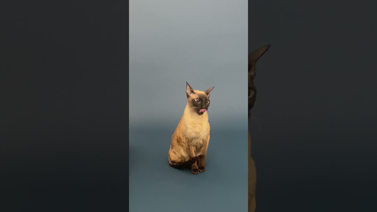 이런 경험 처음이야! (ft.버들)