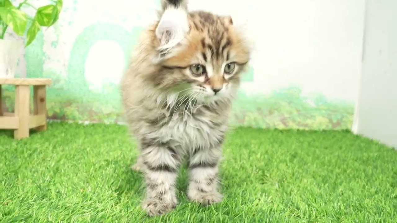 Coo&RIKU　No00666644 アメリカンカール