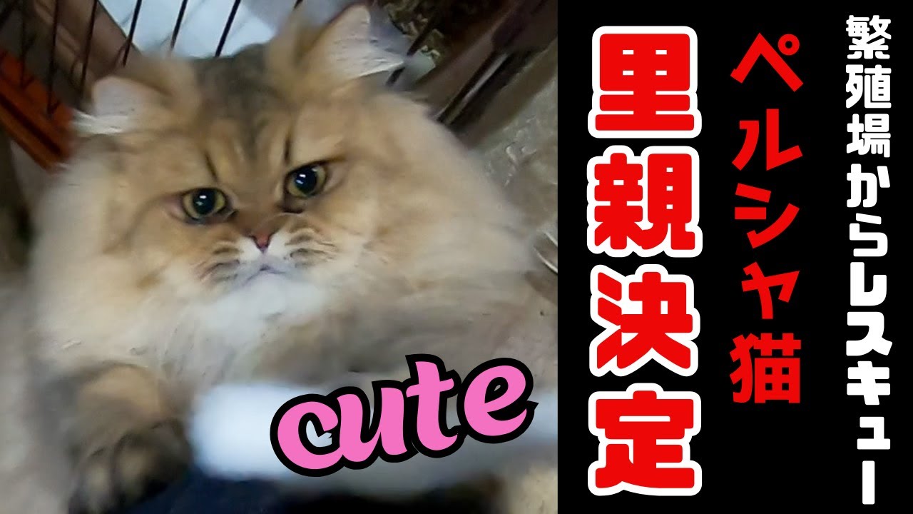 繁殖場からレスキューされたペルシャ猫キュートに遊んで里親決定（保護猫カフェ猫の木）十三駅　Persian cat rescued from breeding farm decided to adopt