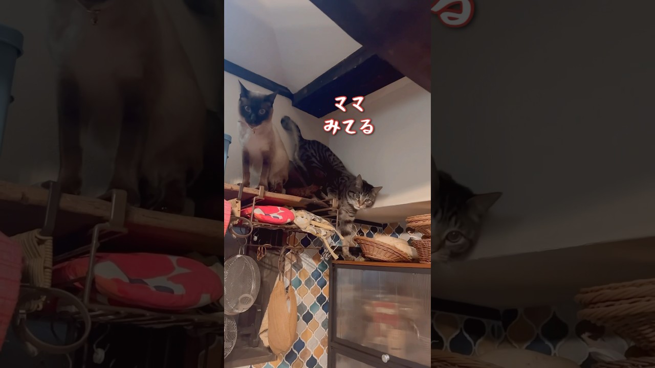 どうしてもアレが食べたい猫さん達 #保護猫 #シャムミックス #short