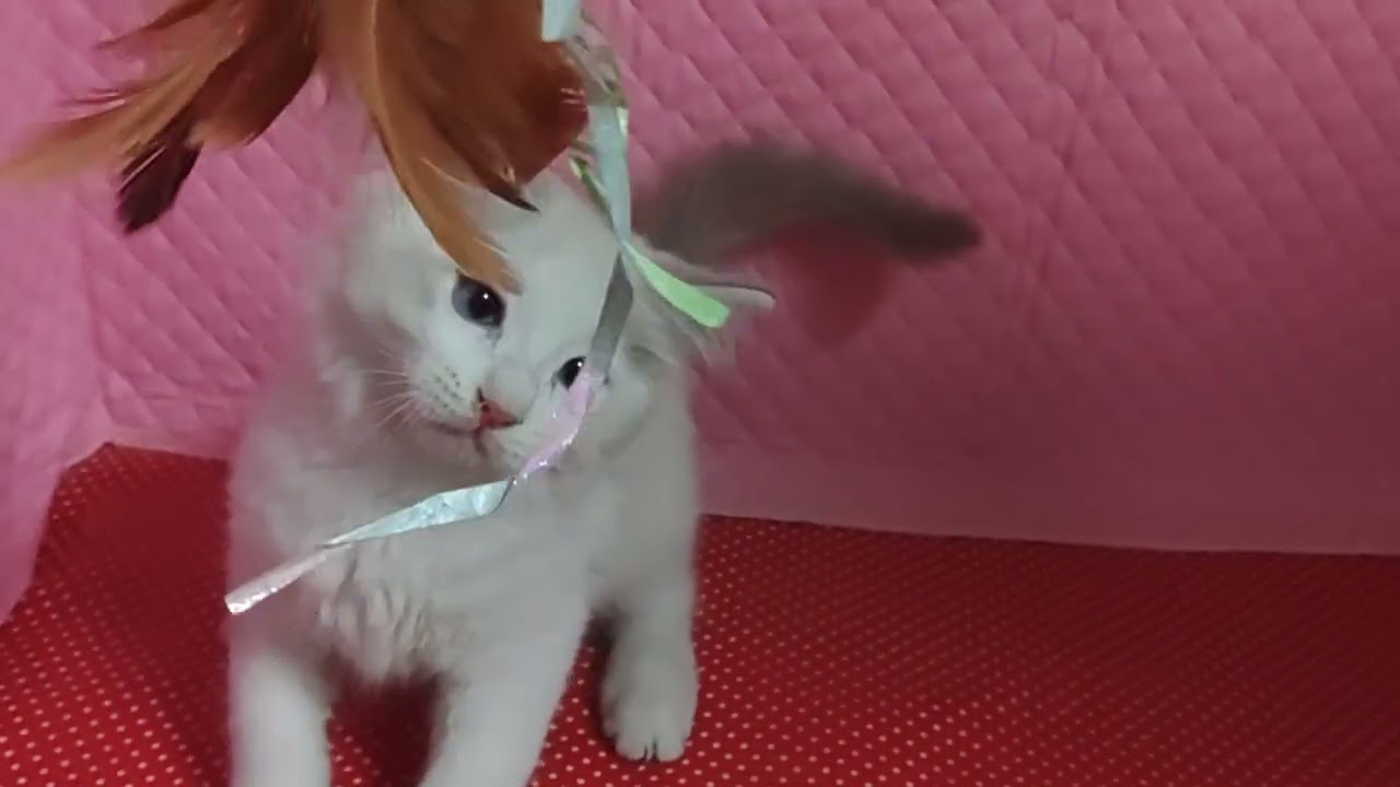 #ラグドール#ブルーリンクスポイントバイカラー#12 19 023 A