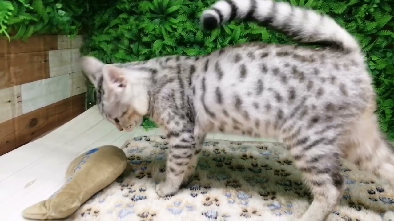 ペットショップcoo&riku No.660368　エジプシャンマウ