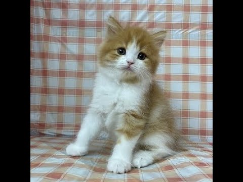 NA240204　スコティッシュフォールド