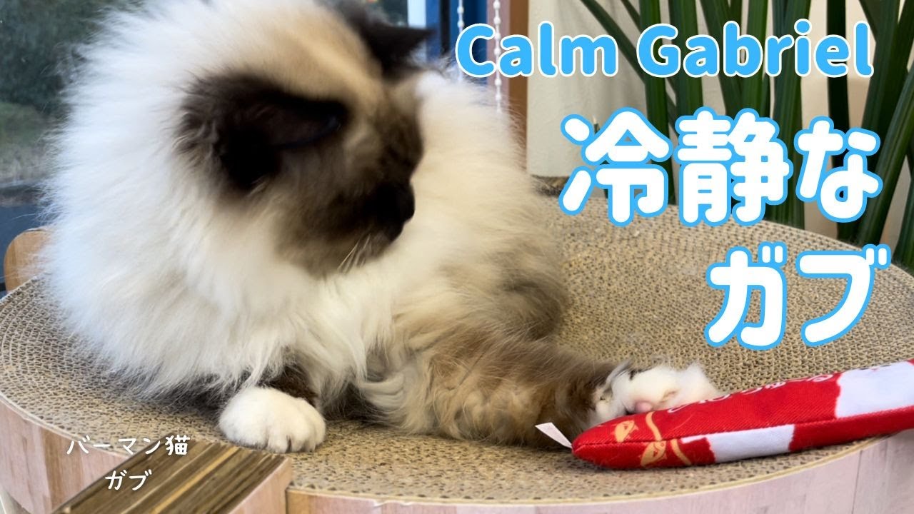 バーマン猫ガブ【冷静なガブ】Calm Gabriel（バーマン猫）Birman/Cat