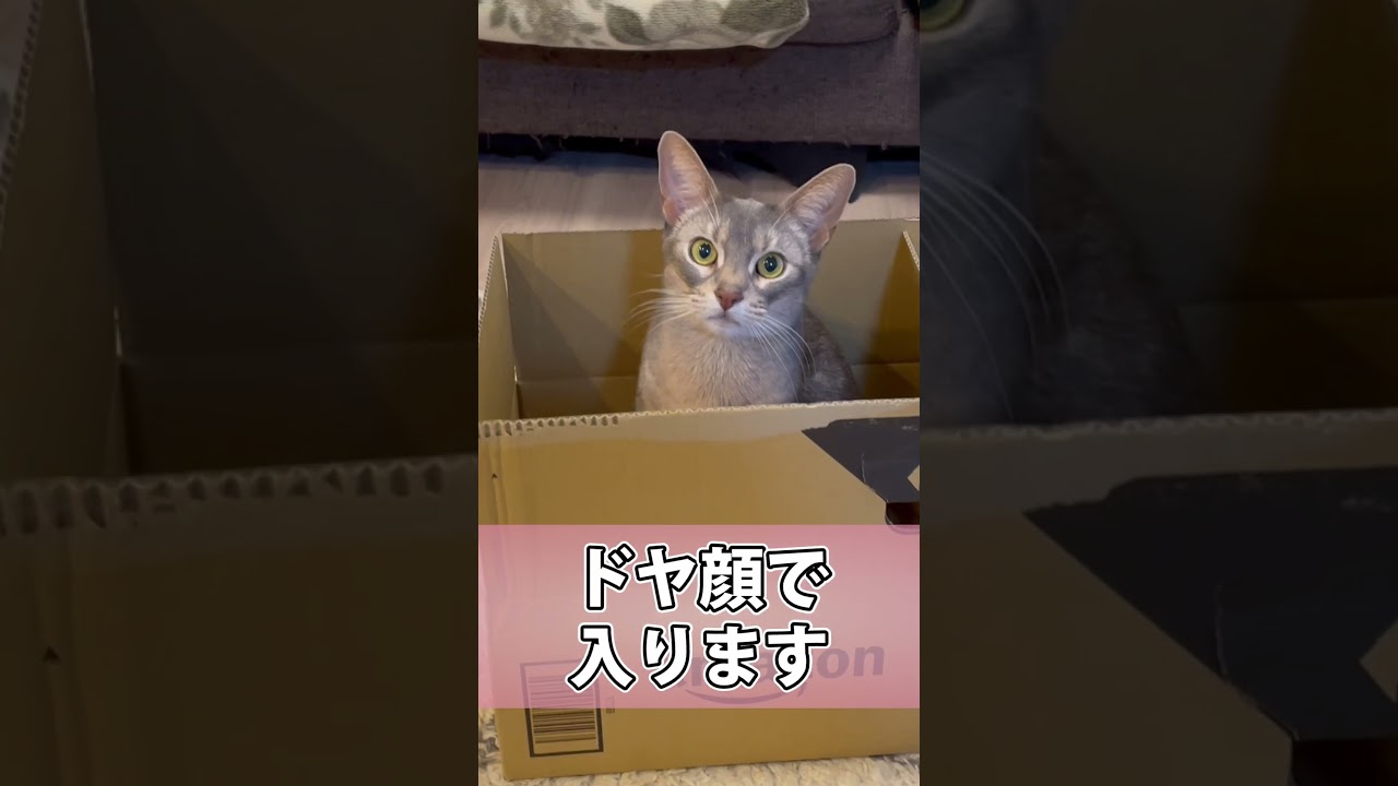 箱があればすぐに入るうちの猫さん #shorts #猫 #アビシニアン
