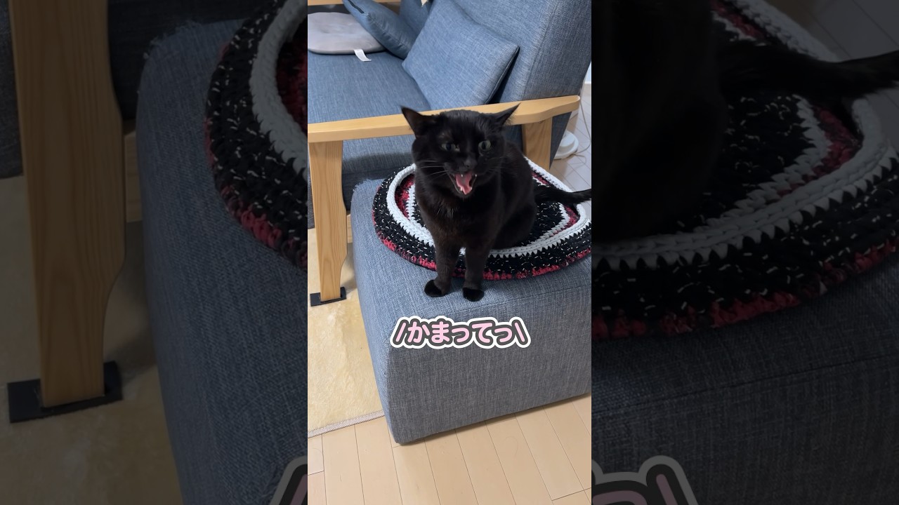 「かまってぇぇっ！」と、サイレンみたいな声で泣き叫ぶ猫