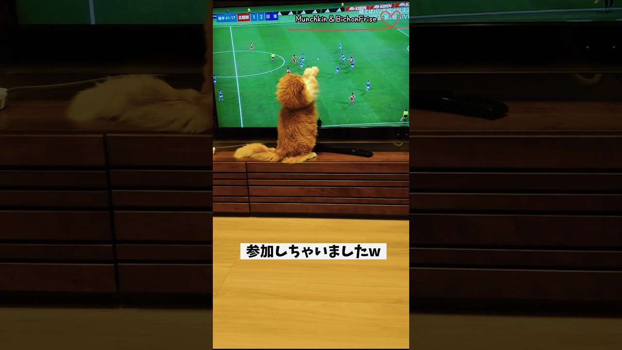 【マンチカン】なでしこジャパンの試合を観ていたら思わず参加しちゃった女王猫 【犬と猫、両方飼ってると毎日かわいい♥】