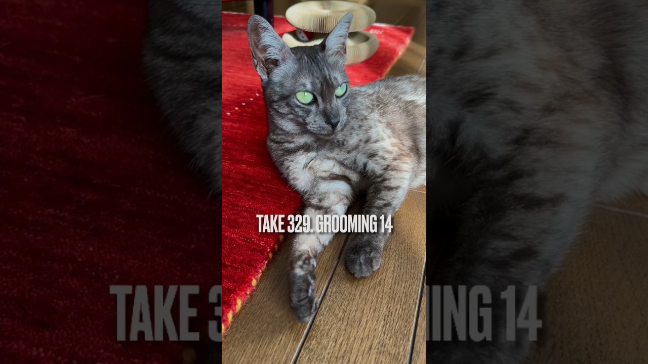 #ひなたぼっこ しながら#グルーミング #きもちいい にゃ❗️#猫の気持ち #エジプシャンマウスモーク #エジプシャンマウ #egyptianmau #shorts