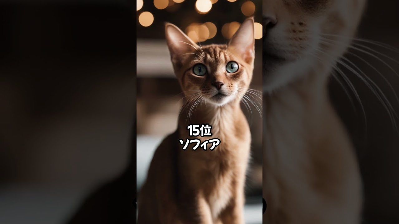 【人気の猫】アビシニアンに多い名前ベスト20 #shorts