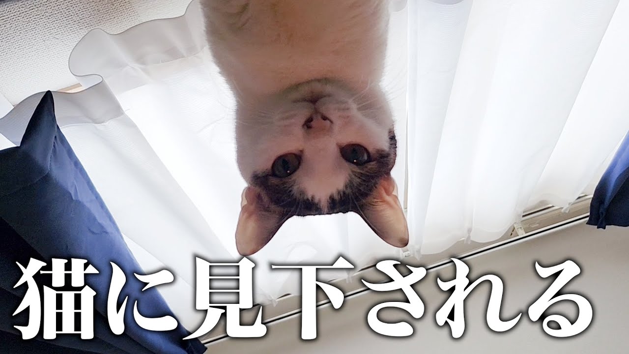 猫に見下され続ける動画