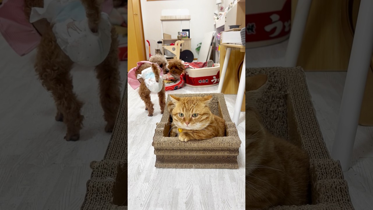 ぽちゃー！うしろうしろー！ #猫 #マンチカン #shorts