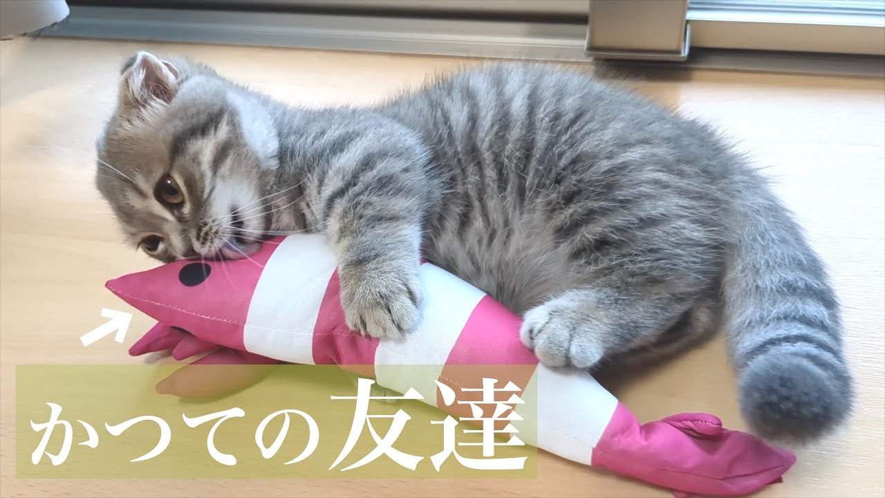 子猫時代に愛用してたおもちゃと再会した姿がこちら[マンチカンの銀時]