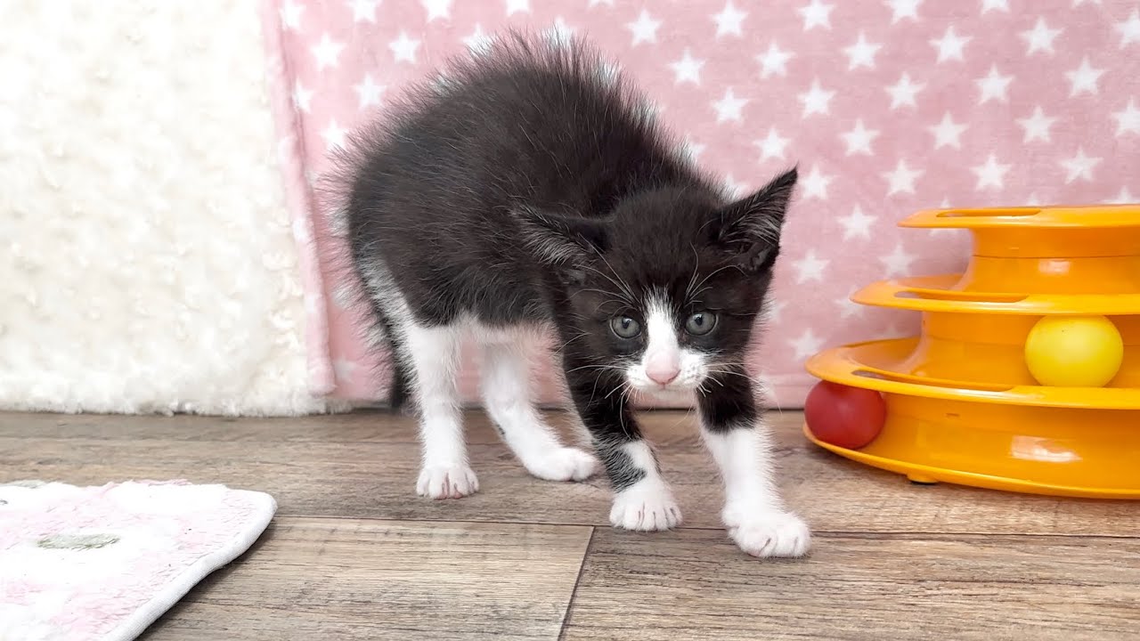 電動おもちゃを初めて見た子猫＆ママ猫の異変【ポノfam物語#29】Kittens seeing electric toys for the first time.