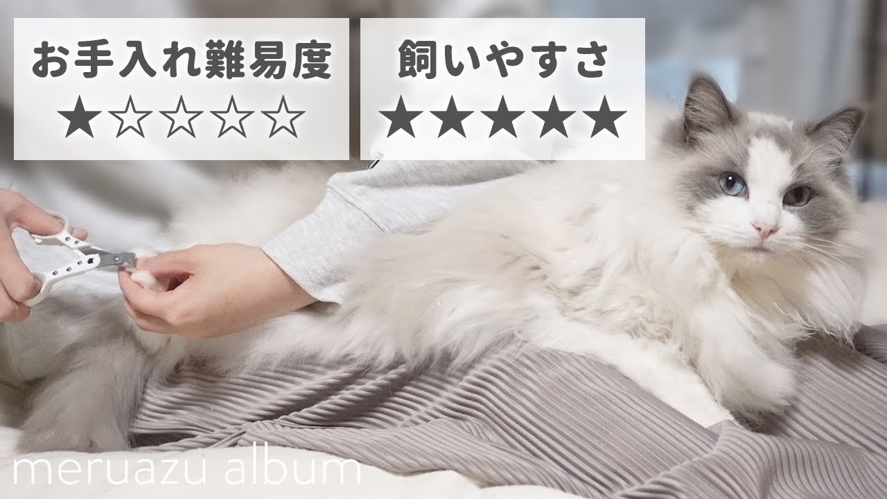 飼いやすいランキング上位のラグドール｜リアルなお手入れの様子がこちら