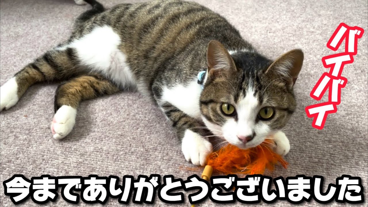 農家の食料庫に住み着いた子猫のチョビが幸せへと旅立ちました