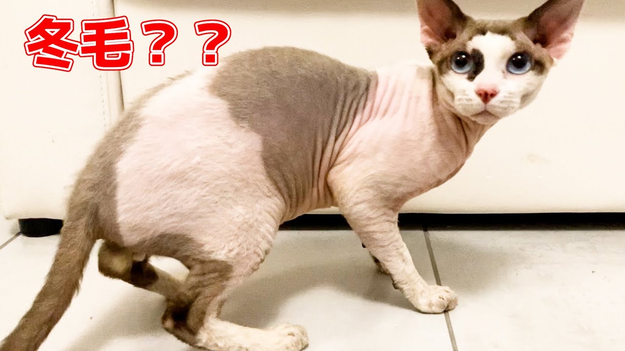 176:去勢手術前の興奮気味のスフィンクス猫ヨーダ