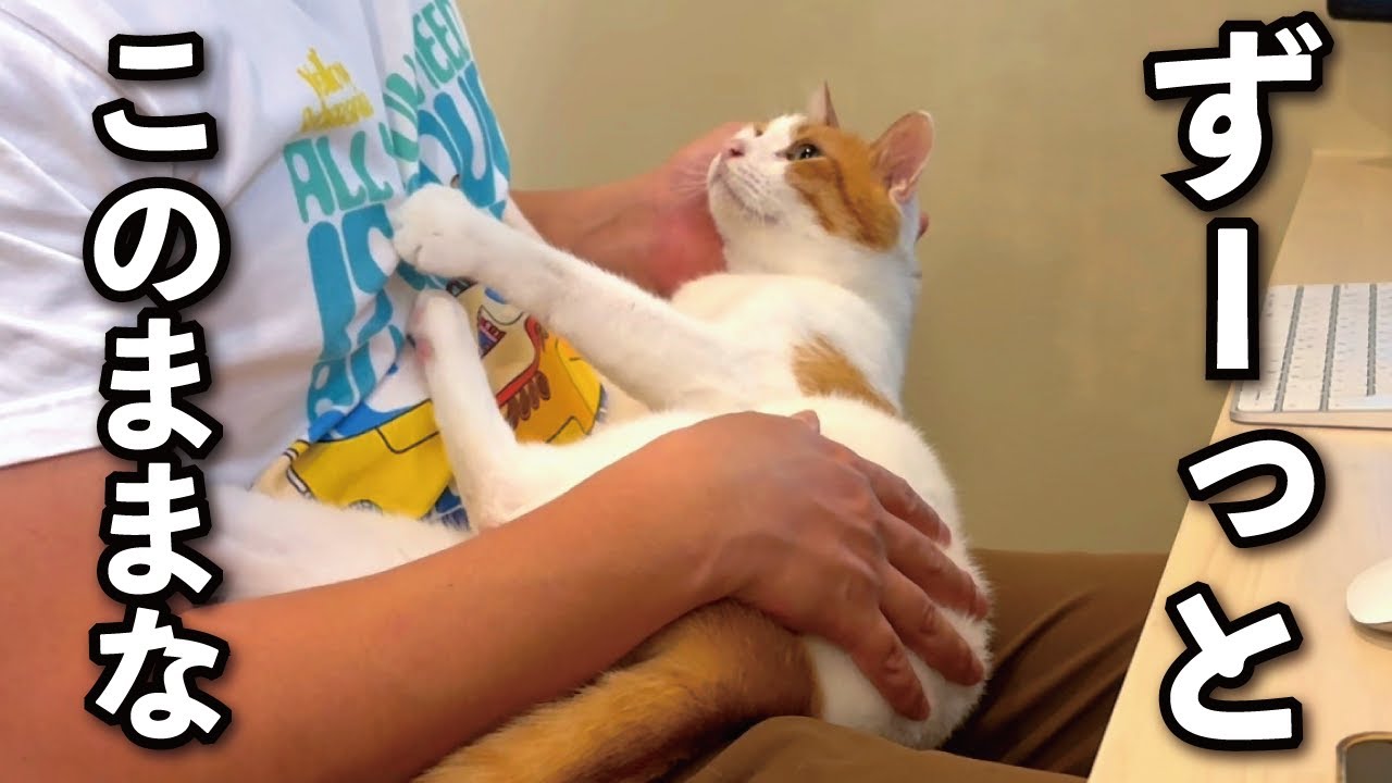 【甘えんぼ猫】『かまってよ〜！』暇をアピールする甘えんぼな猫