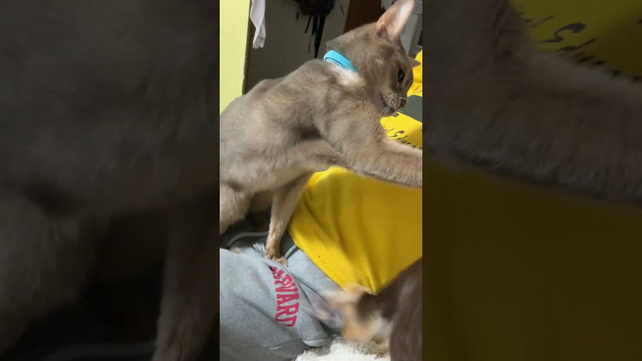 猫のお尻にニオイを嗅いでいたら突然怒られる犬 #shorts #アビシニアン #チワワ #猫と犬